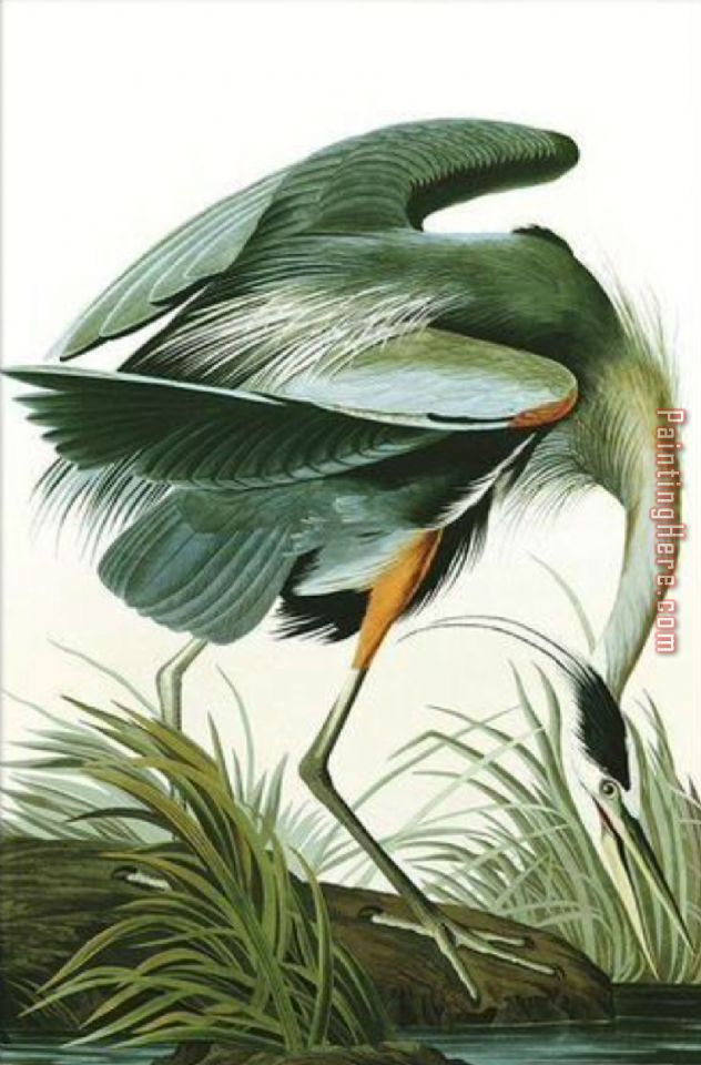 The Great Blue Heron painting - John James Audubon The Great Blue Heron art painting